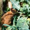 Alan nibbling in the allotment