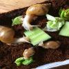 Our baby Giant Albino African Land Snails love cucumber!